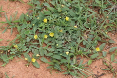 Chamaecrista leschenaultiana